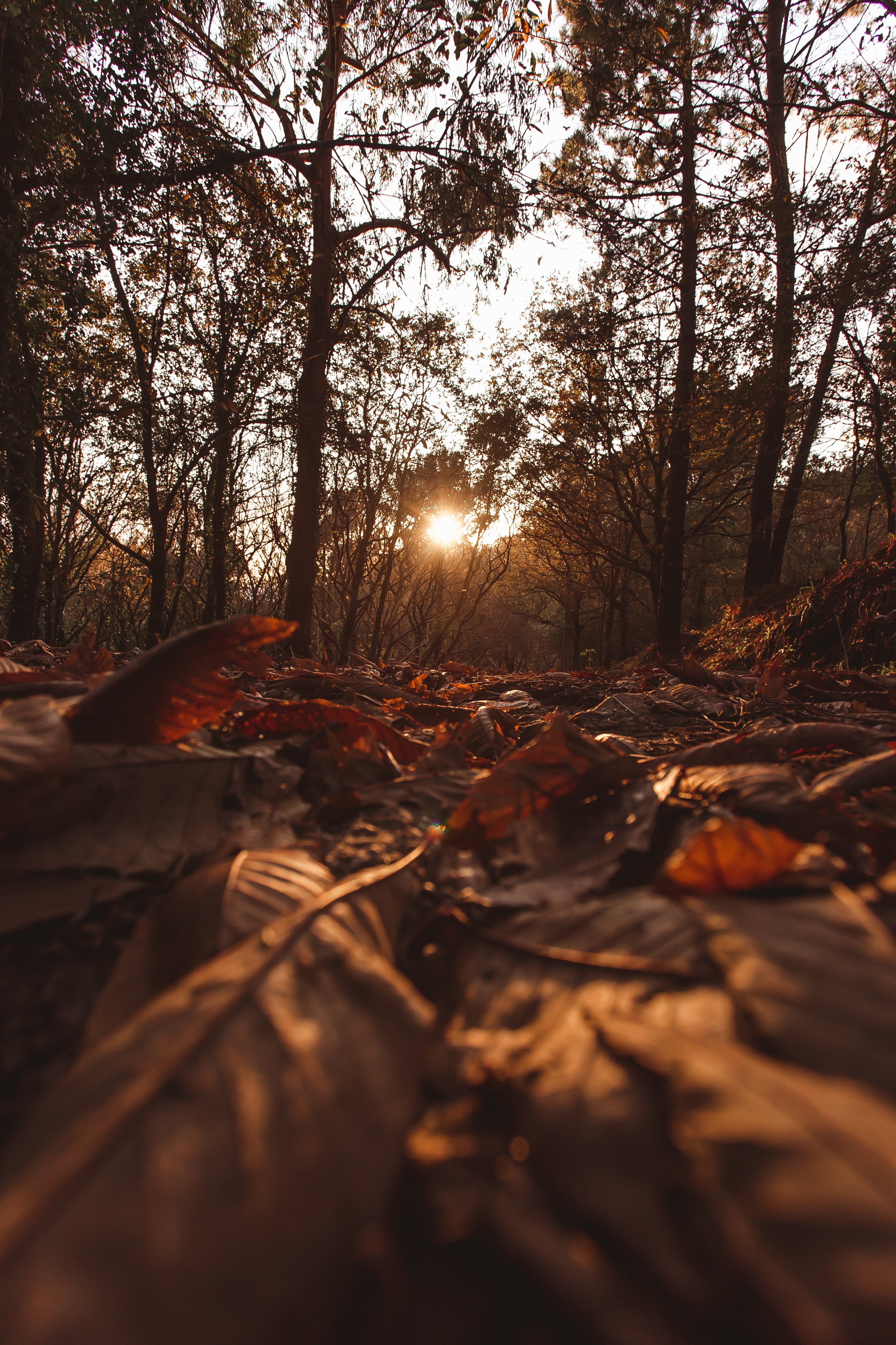 files/sunlight-peeks-through-autumn-trees.jpg
